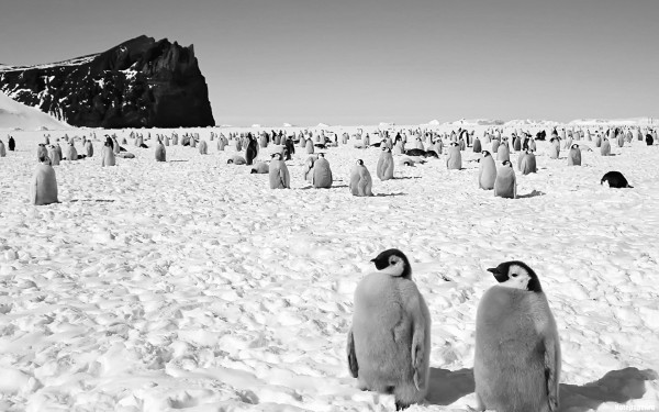 Отдых в Антарктиде