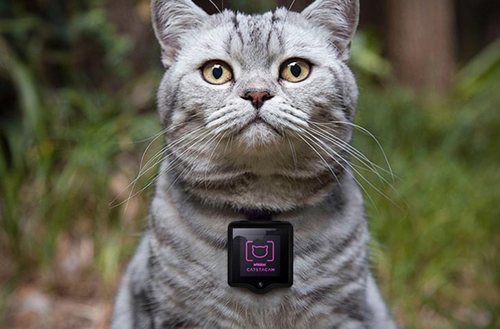 Камера для котов Whiskas: Catstacam